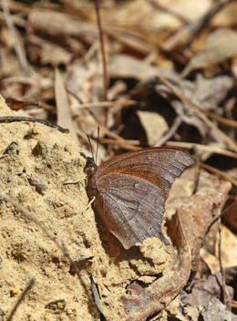 Goatweed Leafwing